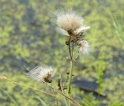 Thistles